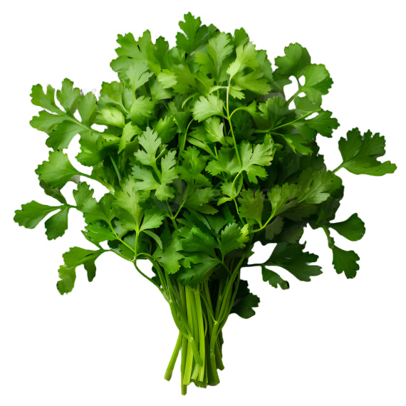 Coriander Leaf / الكزبرة