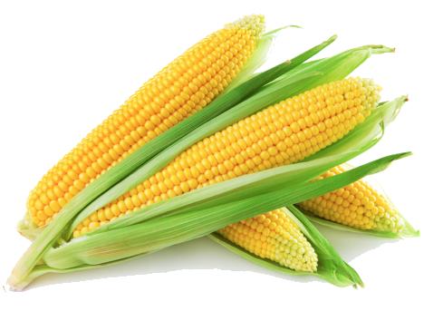 Corn / حبوب ذرة