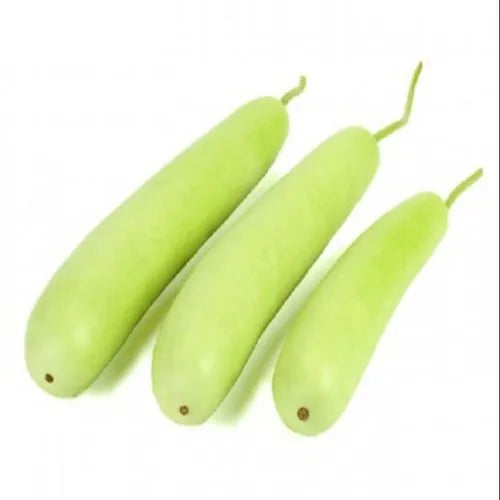 Green Bottle Gourd (Lauki) / قرع الزجاجة