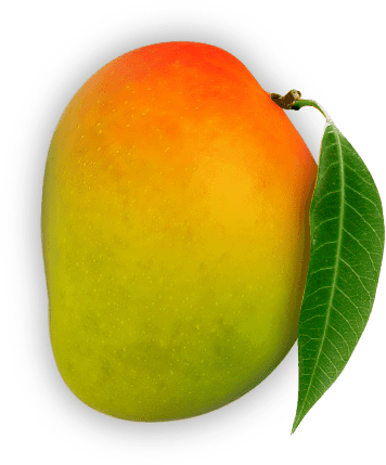 Indian Alphonso Mango (Pack of 10 - 12 Approx)